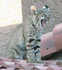 yawning bobcat